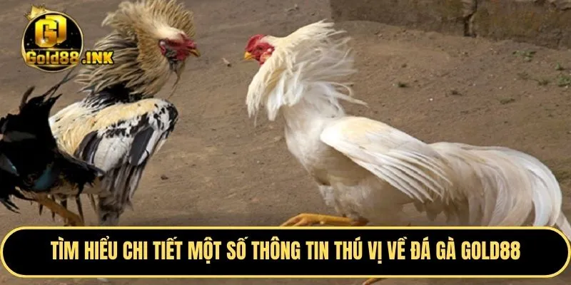 Tìm hiểu chi tiết một số thông tin thú vị về đá gà GOLD88