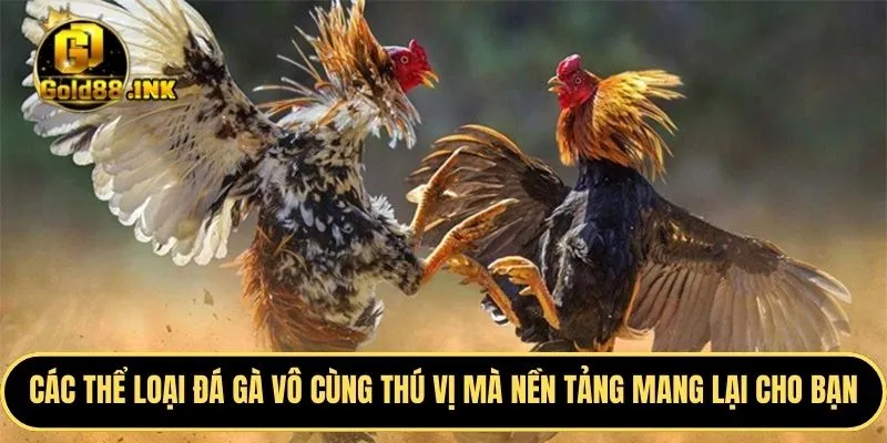 Các thể loại đá gà vô cùng thú vị mà nền tảng mang lại cho bạn